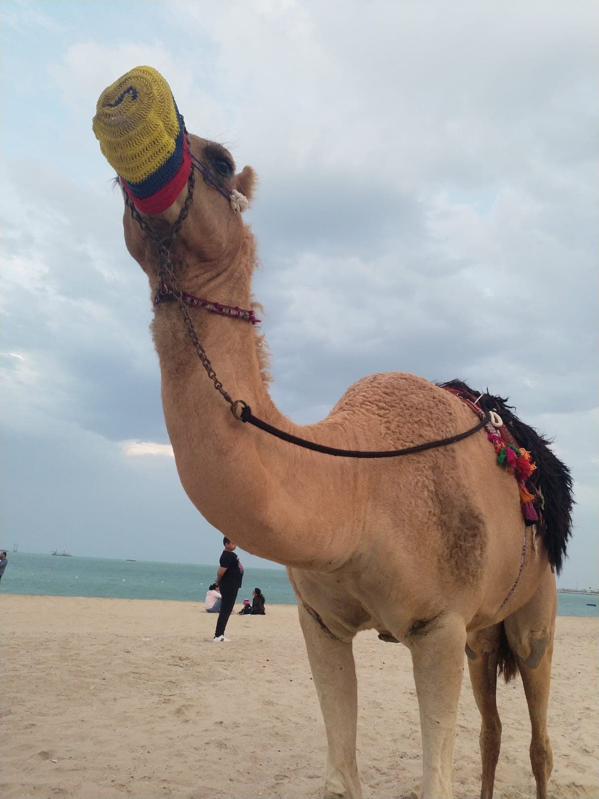 A camel in the desert